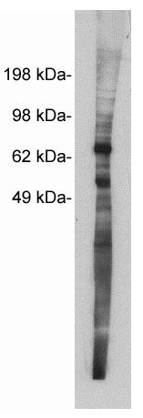 Western blot using Exalpha’s X1873P, rabbit polyclonal at 5 ug/ml on MDCKII cell extract (10 ug/lane). Blots were developed with goat anti-rabbit Ig (1:100k) and Pierce’s Supersignal West Femto system.